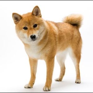 Meet your Posher, Bobby